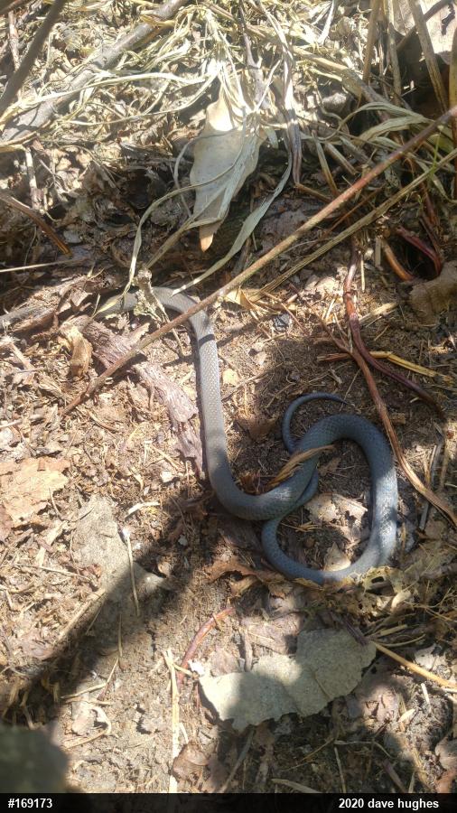 Northern Ring-necked Snake