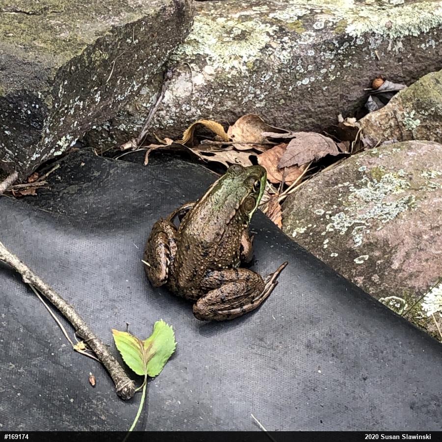 Green Frog