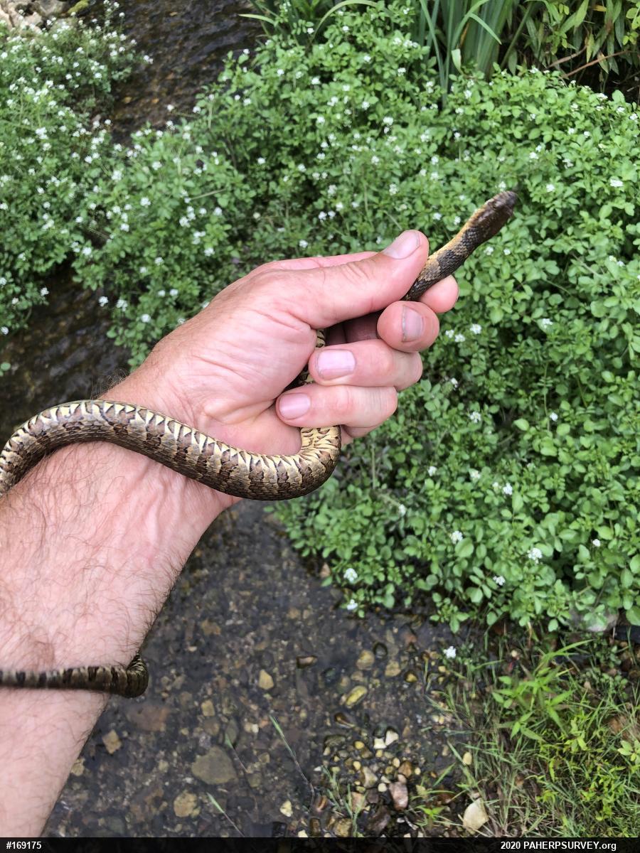 Northern Watersnake
