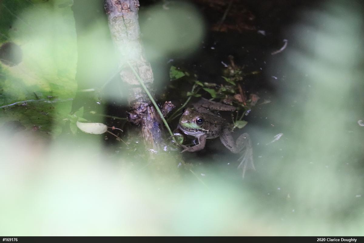 Green Frog