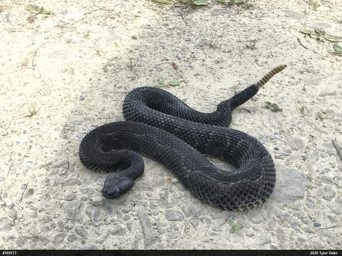Timber Rattlesnake