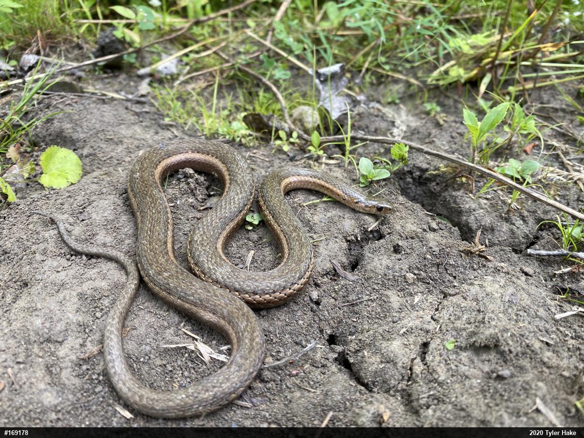 Shorthead Gartersnake