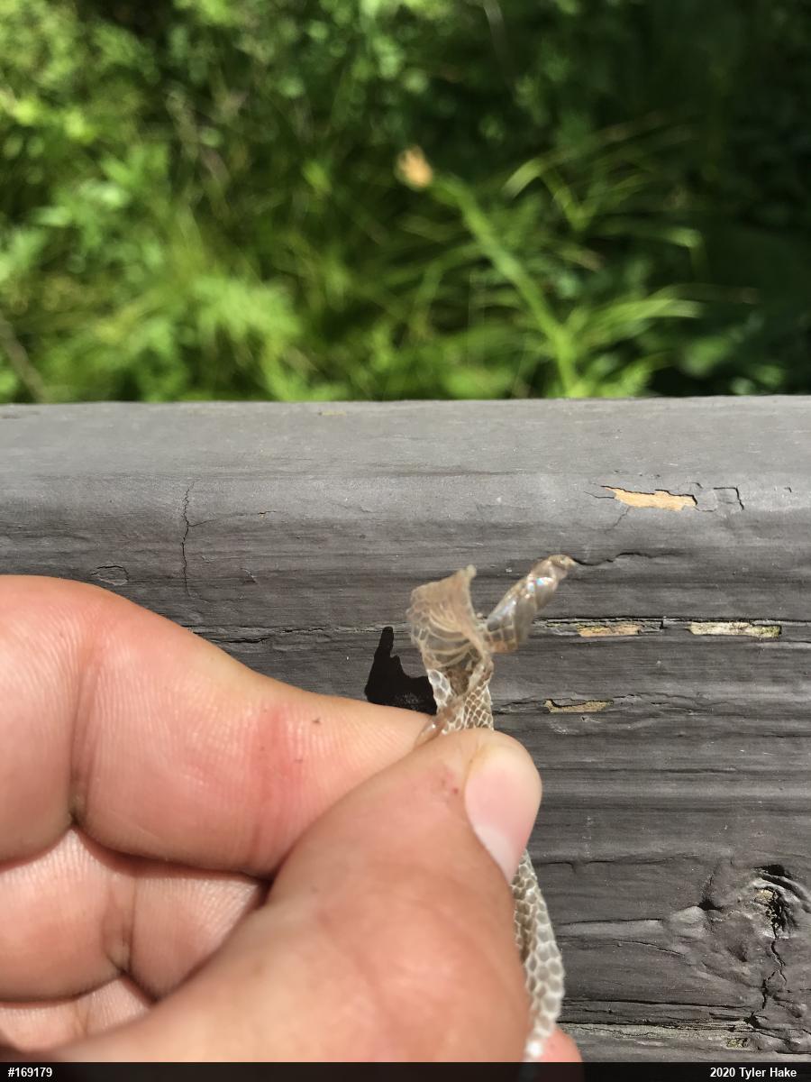 Smooth Greensnake