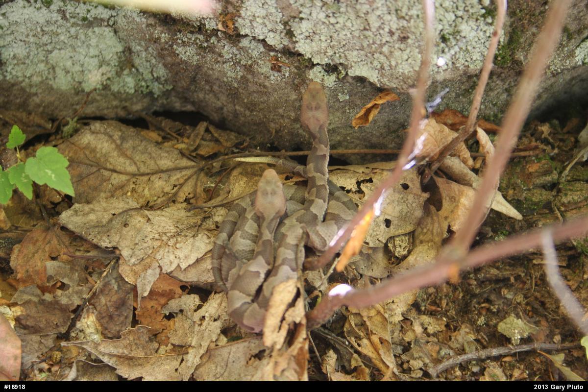 Northern Copperhead