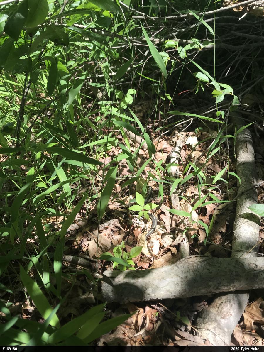 Eastern Gartersnake