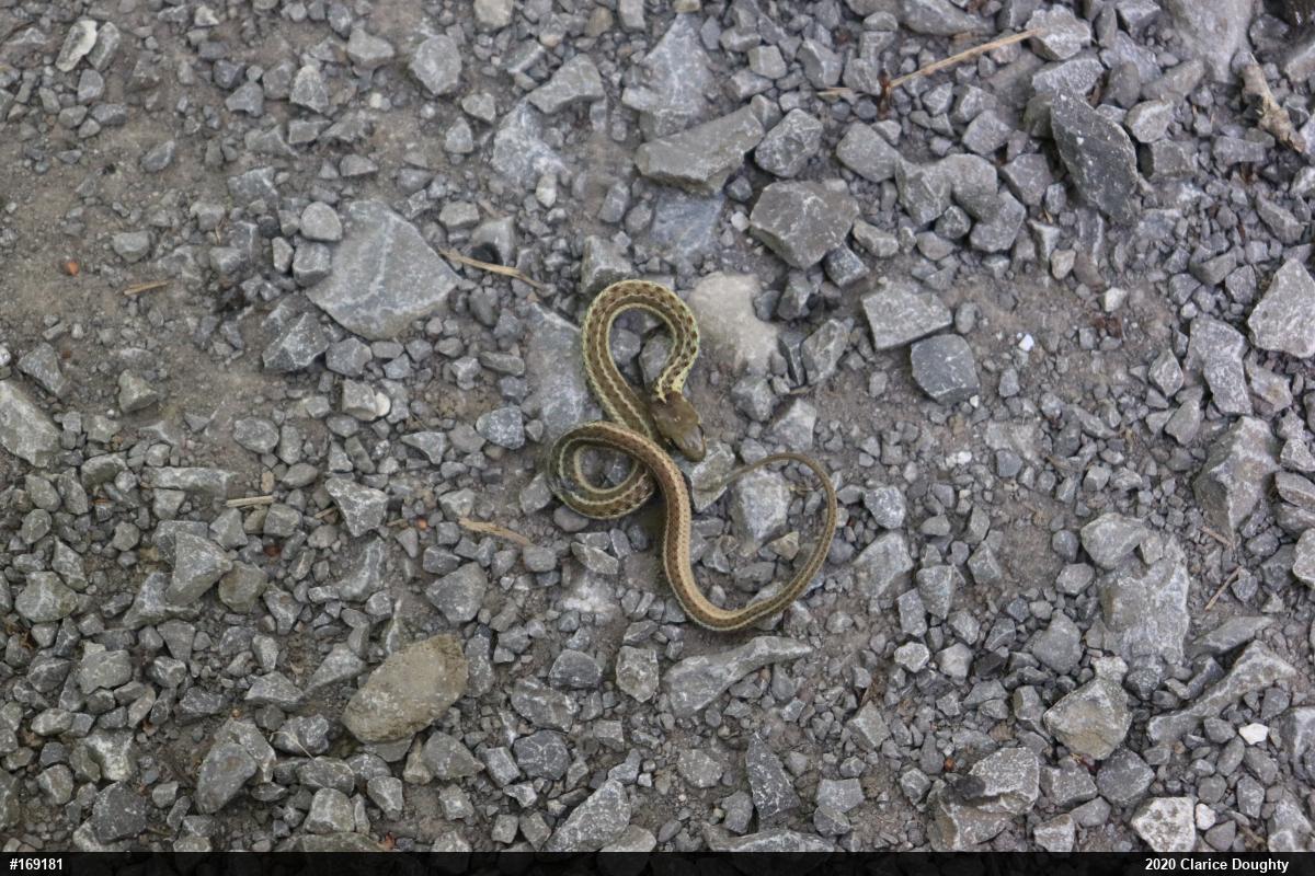 Eastern Gartersnake