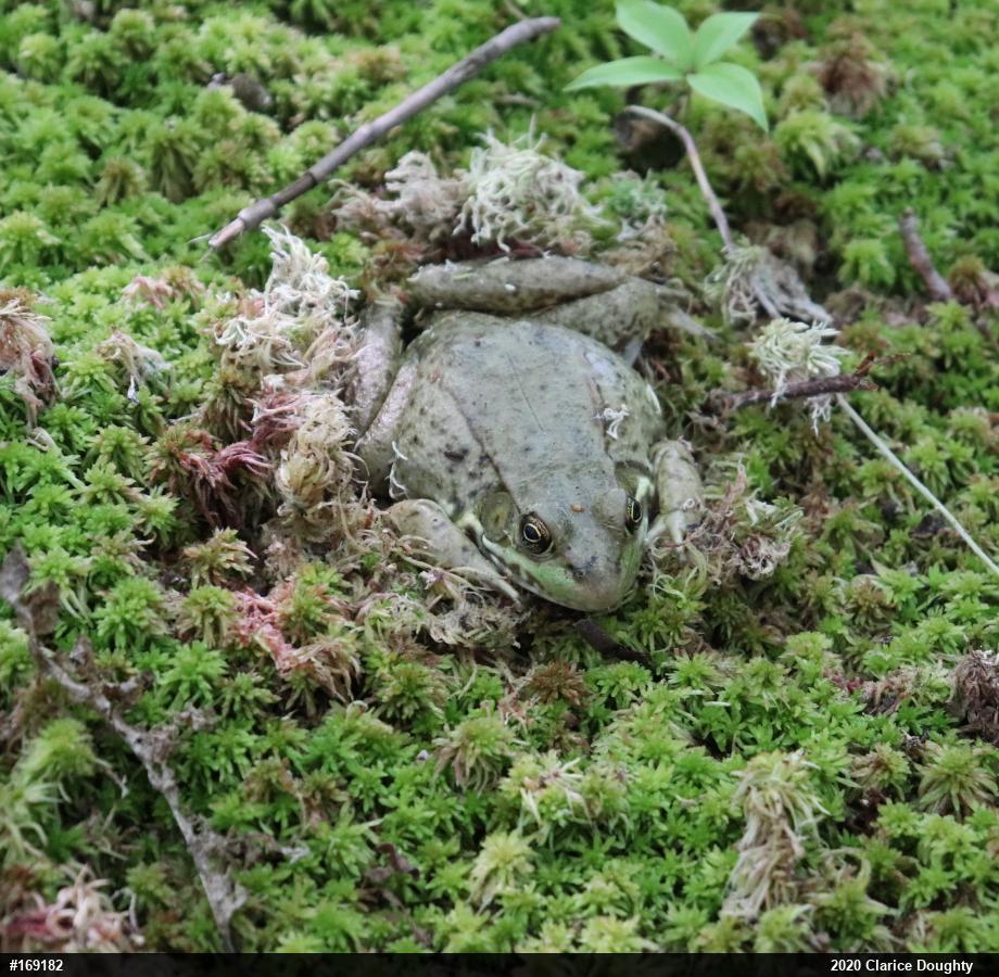 Green Frog