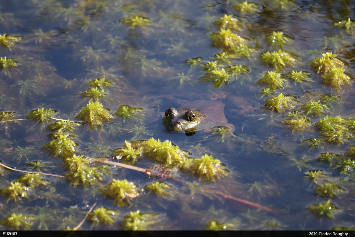 American Bullfrog