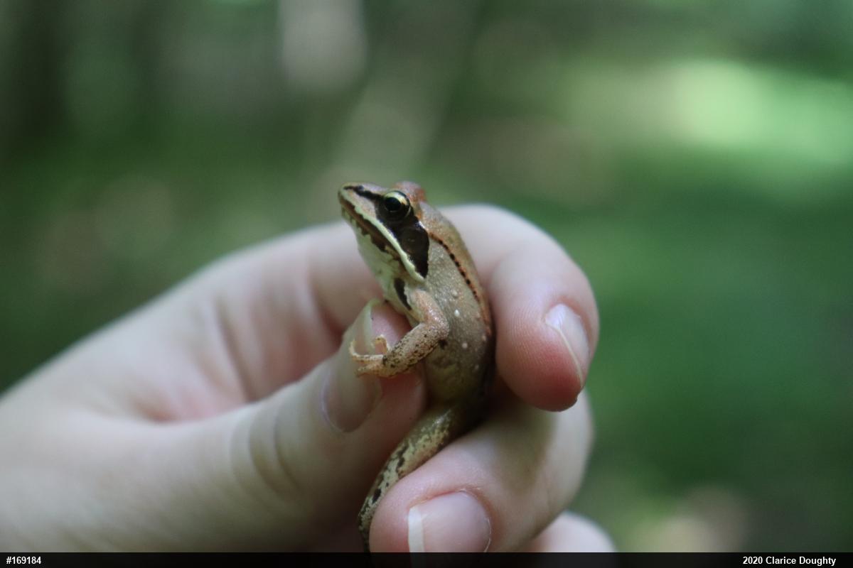 Wood Frog