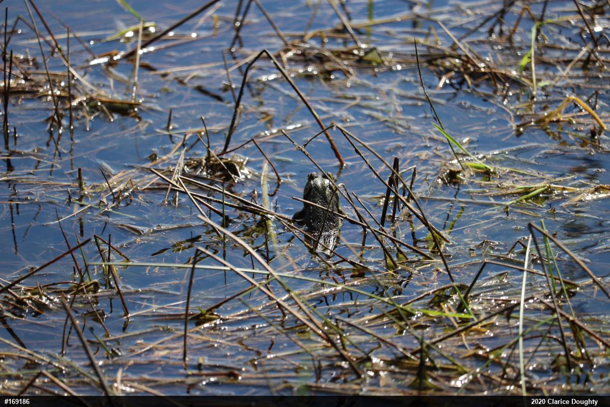 Green Frog