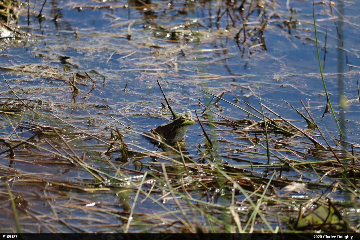 Green Frog