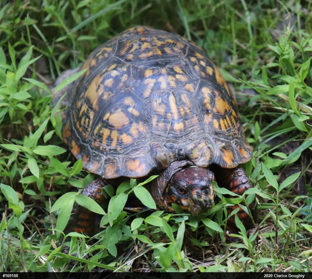Eastern Box Turtle
