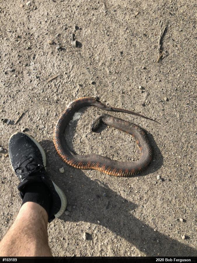 Northern Watersnake