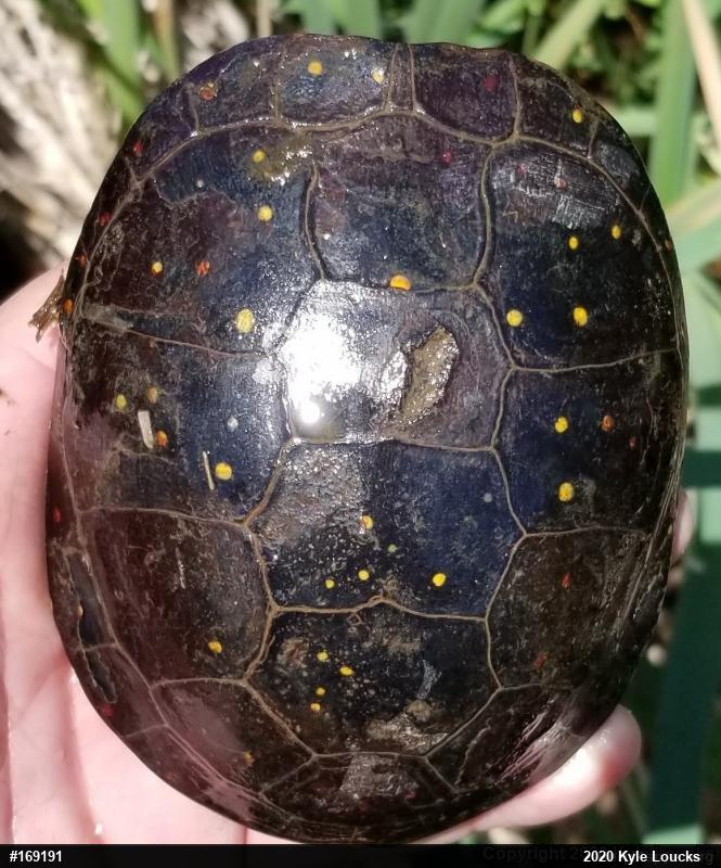 Spotted Turtle