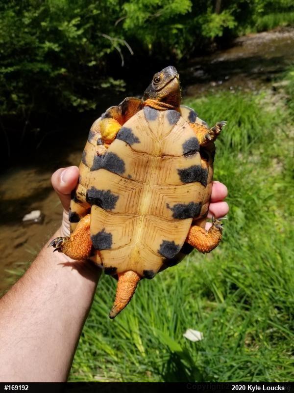 Wood Turtle