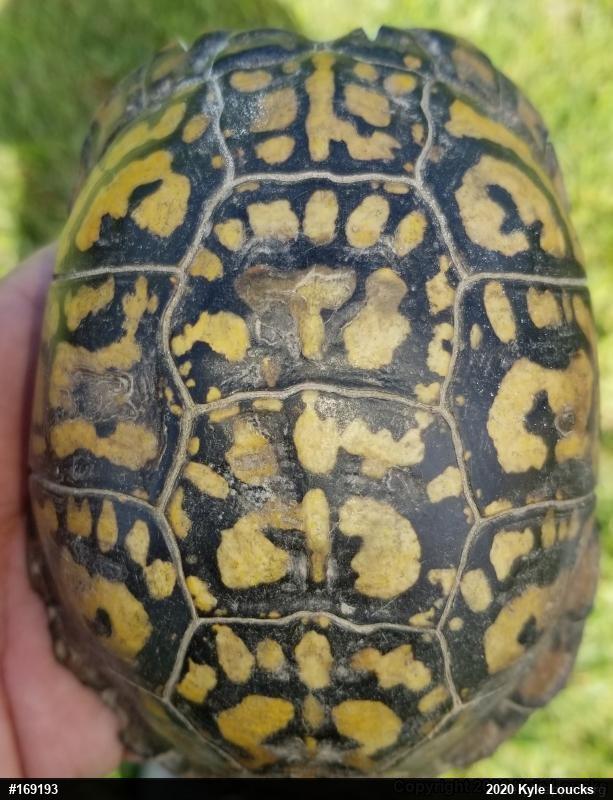 Eastern Box Turtle