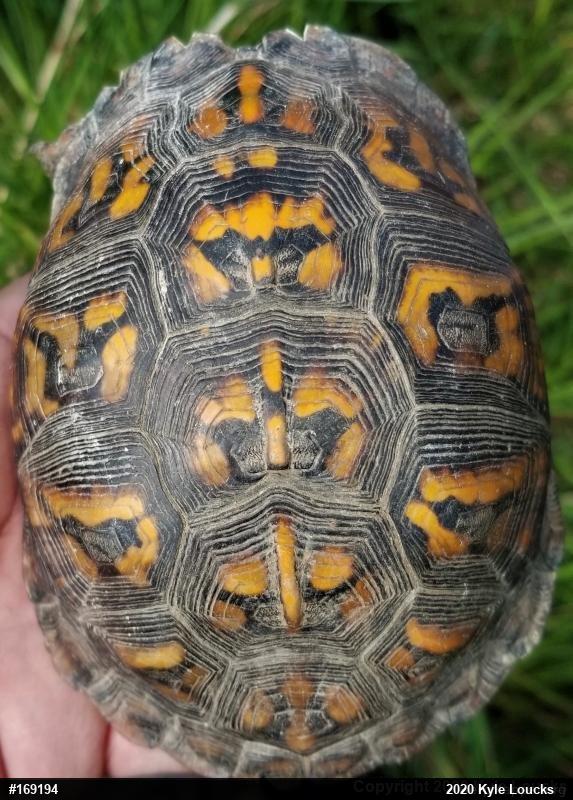 Eastern Box Turtle