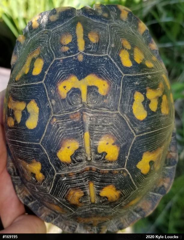 Eastern Box Turtle