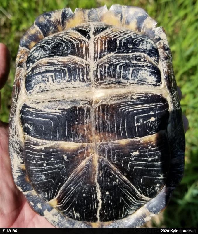 Eastern Box Turtle