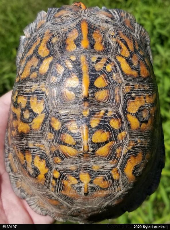 Eastern Box Turtle