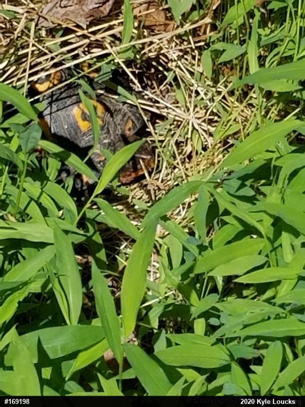 Eastern Box Turtle
