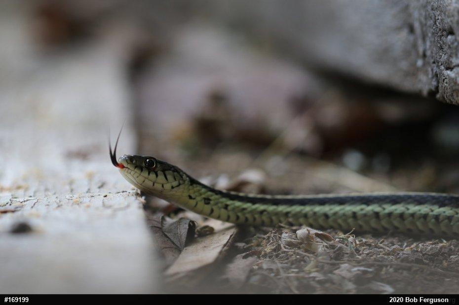 Eastern Gartersnake