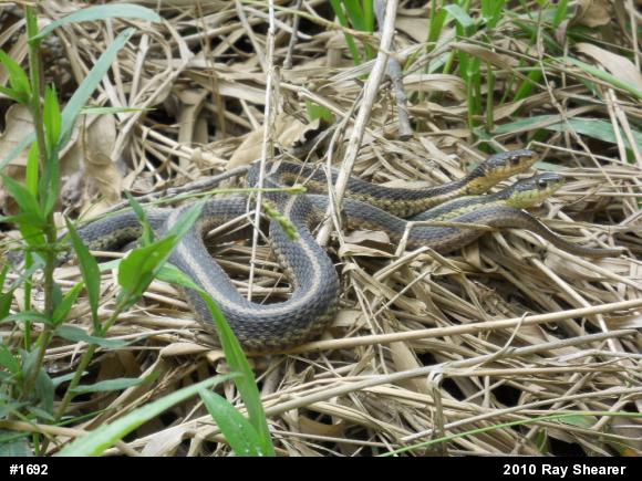 Eastern Gartersnake