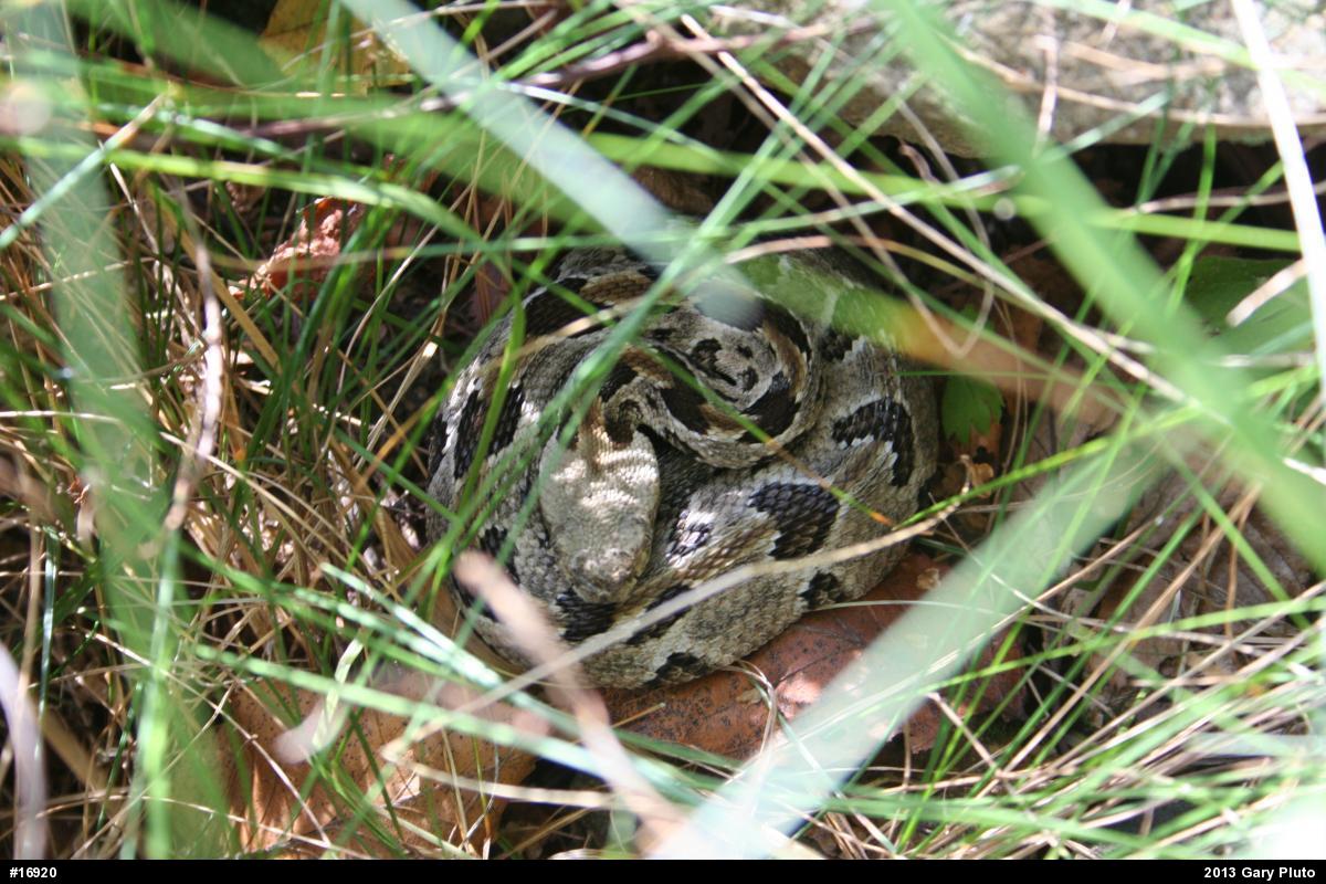 Timber Rattlesnake