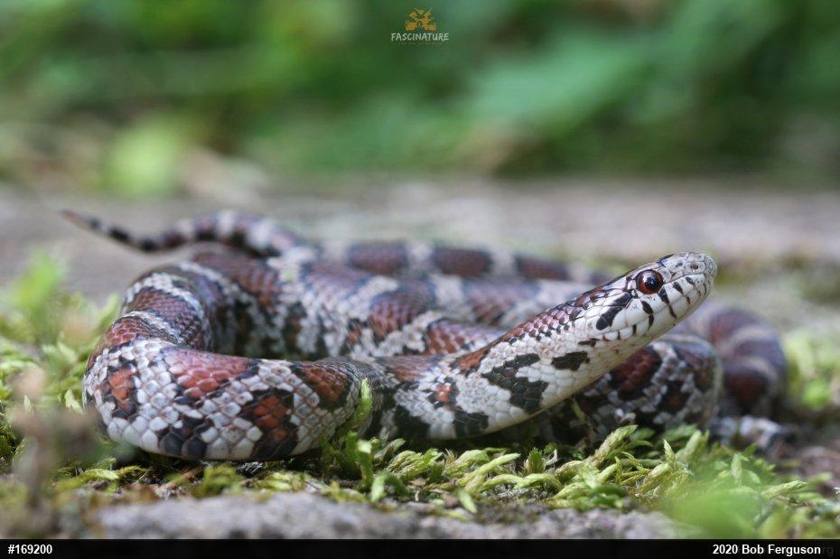 Eastern Milksnake