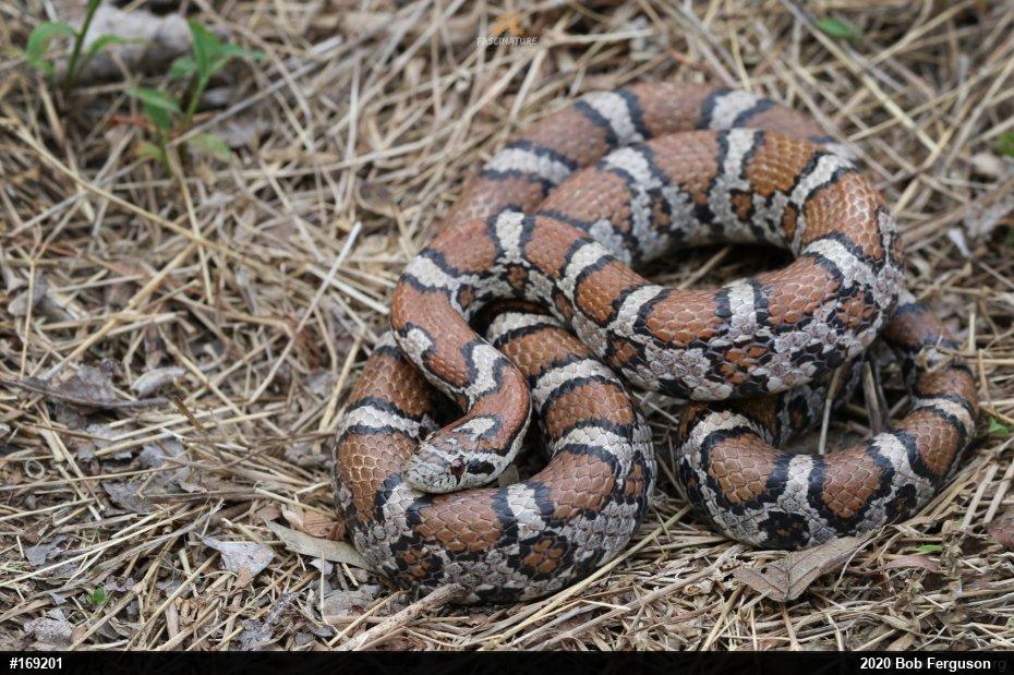 Eastern Milksnake