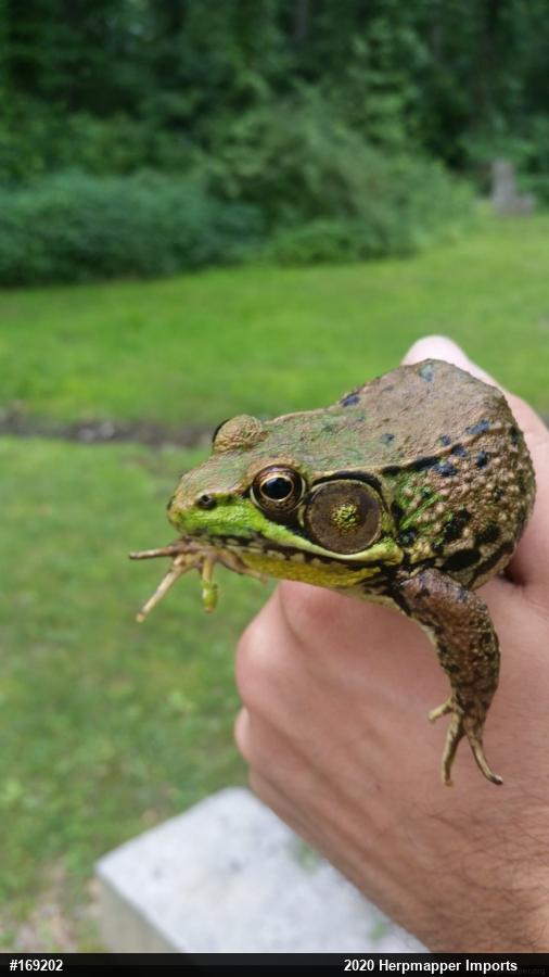 Green Frog