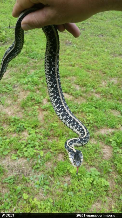 Eastern Gartersnake