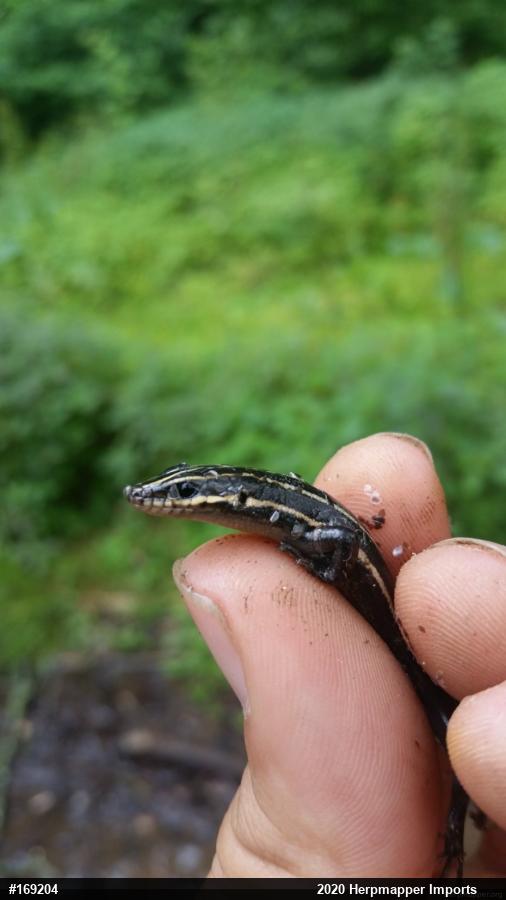 Common Five-lined Skink