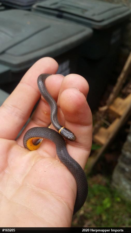 Northern Ring-necked Snake