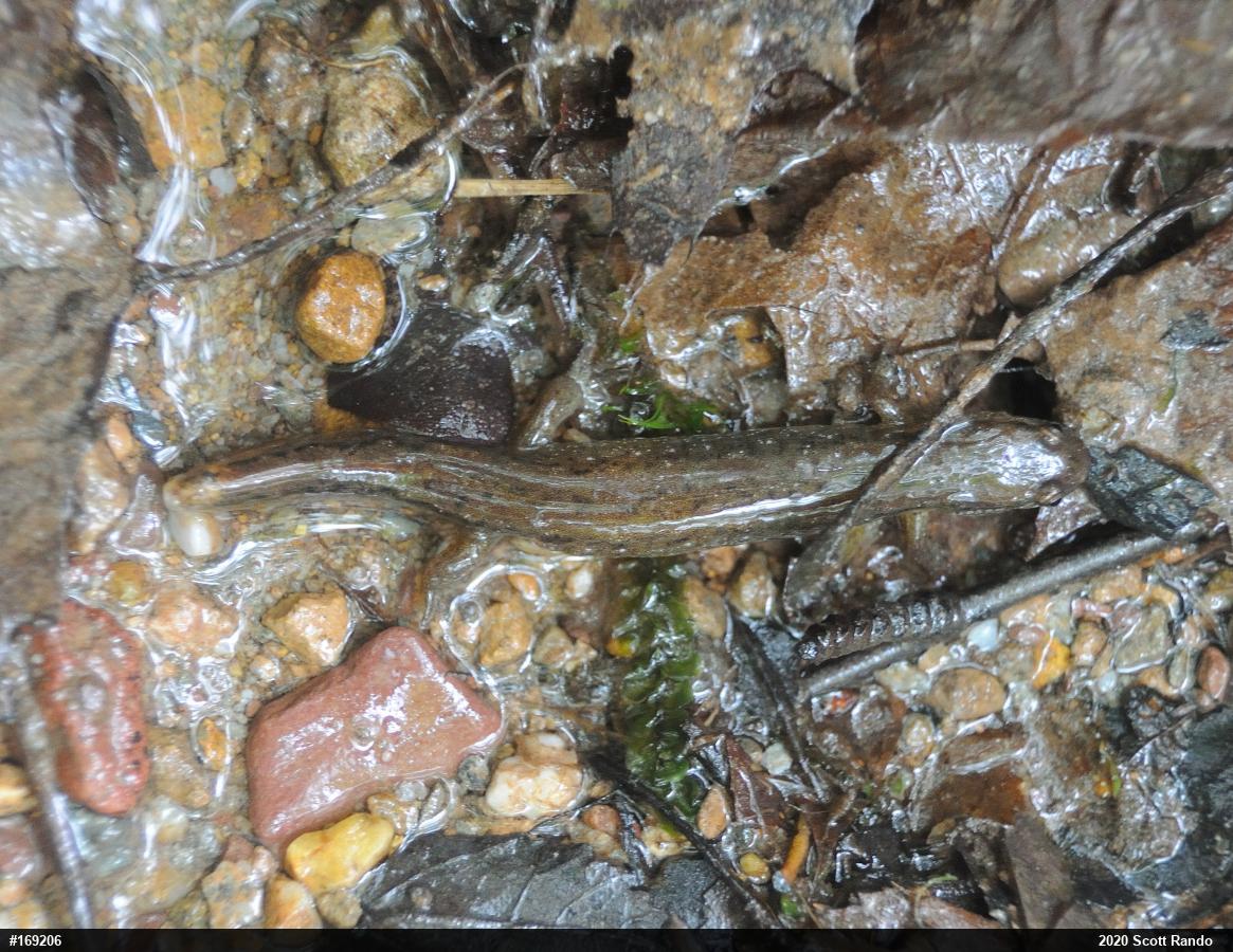Northern Dusky Salamander