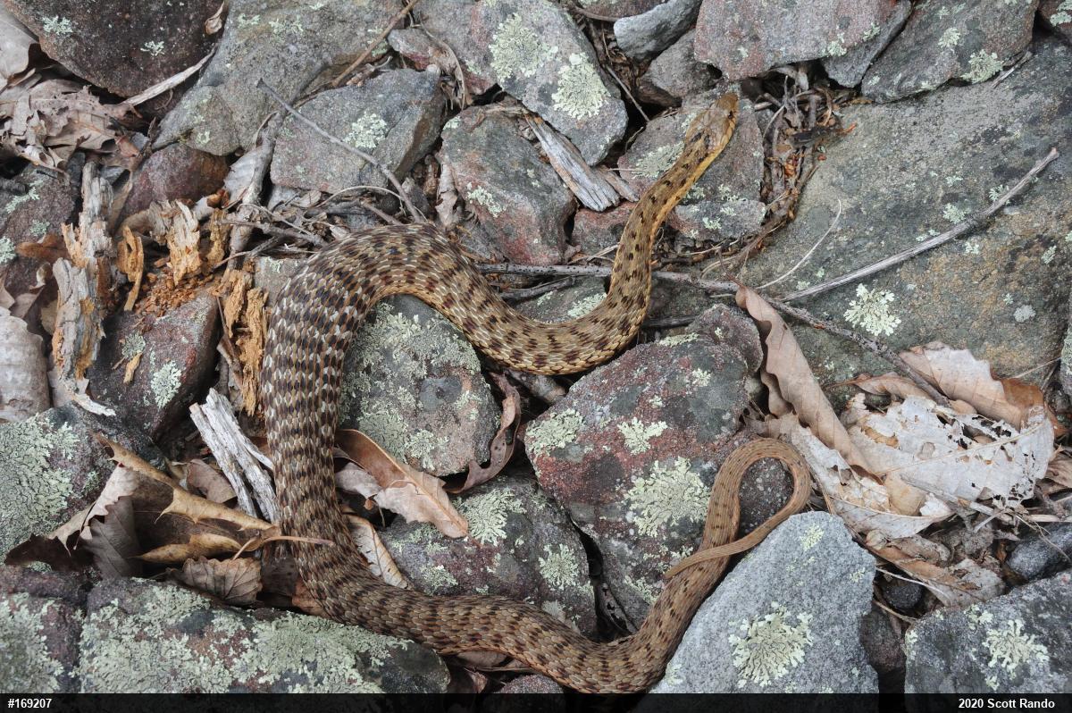 Eastern Gartersnake
