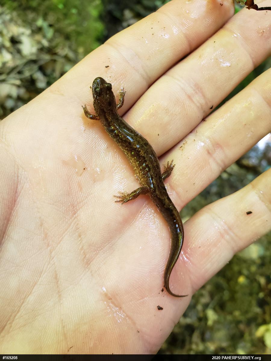 Northern Dusky Salamander
