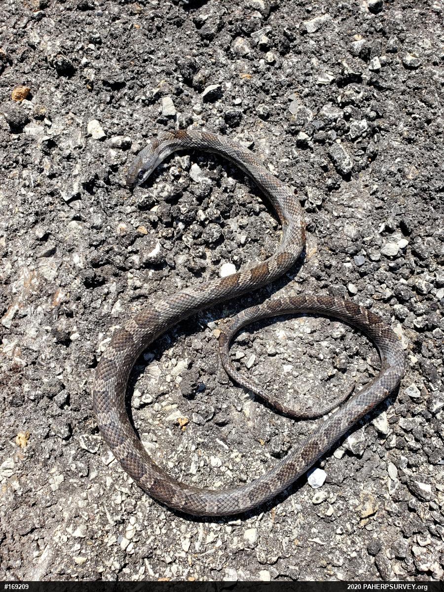Eastern Ratsnake