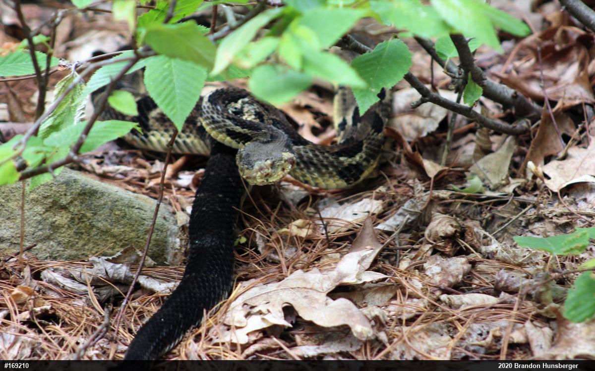 Timber Rattlesnake