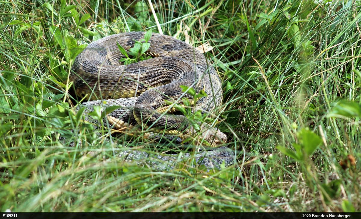 Timber Rattlesnake
