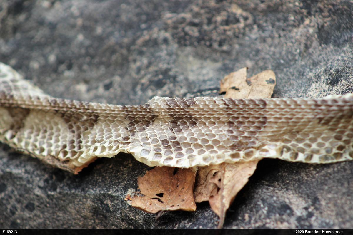 Timber Rattlesnake