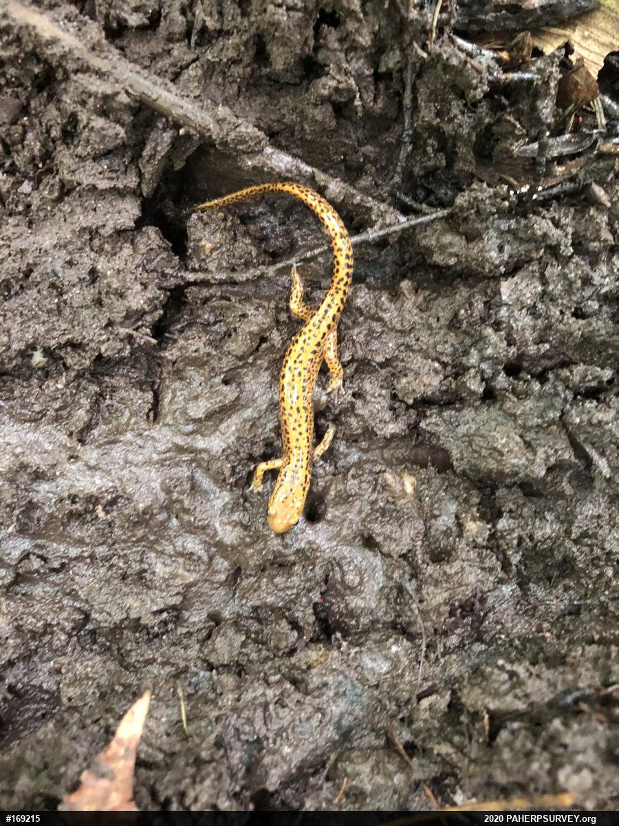 Eastern Long-tailed Salamander