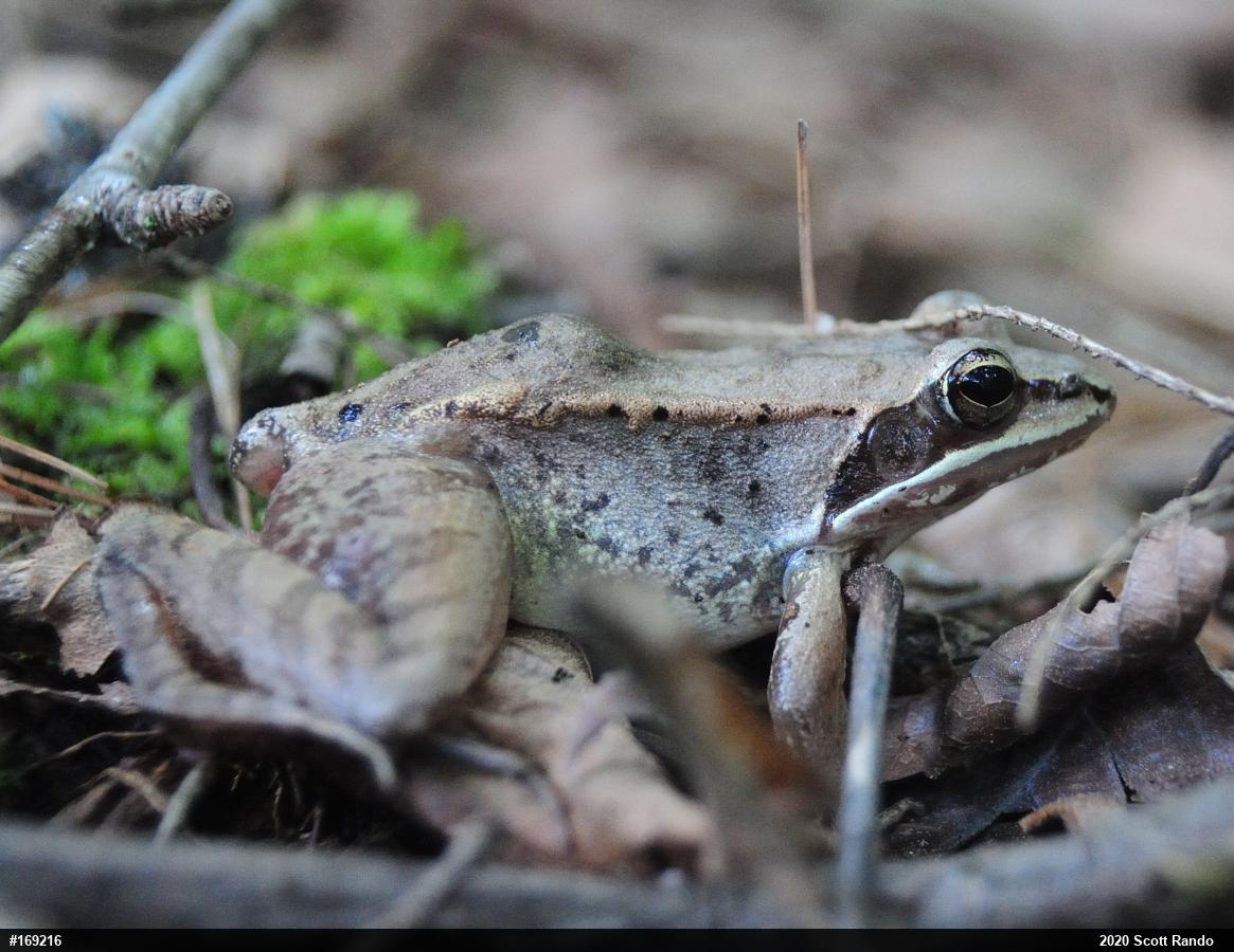 Wood Frog
