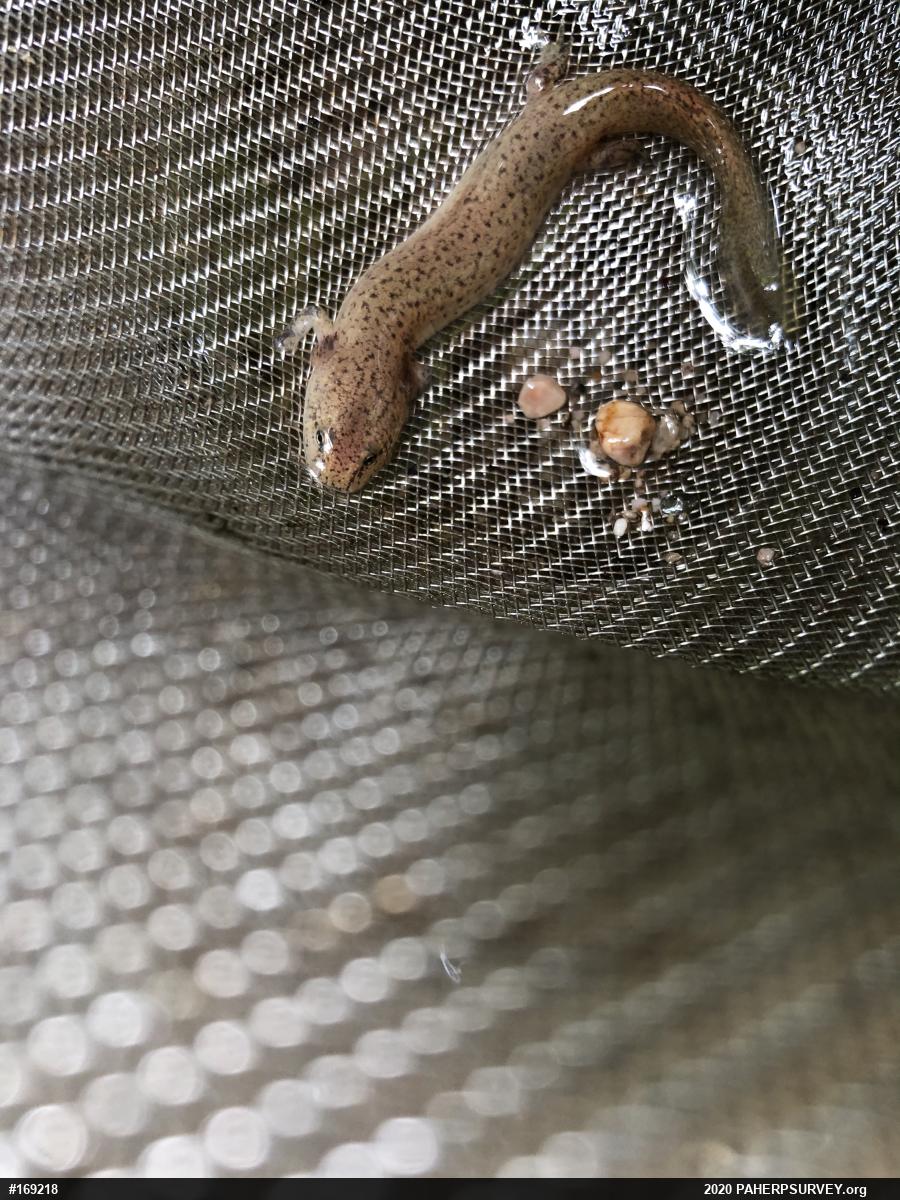 Northern Red Salamander