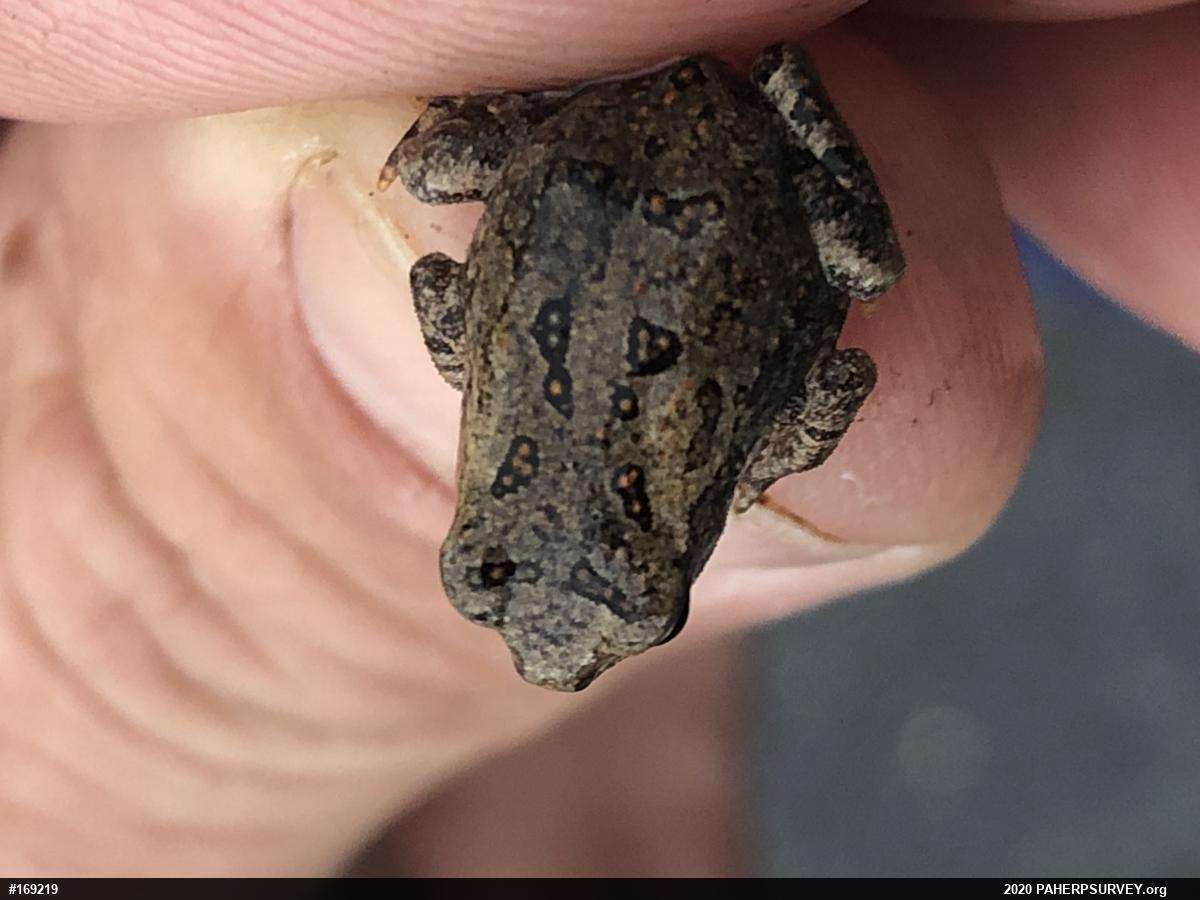 Fowler's Toad