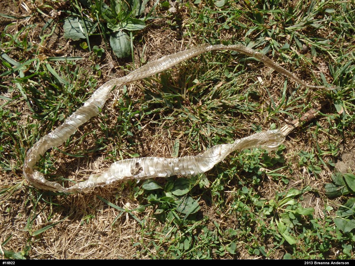 Eastern Gartersnake