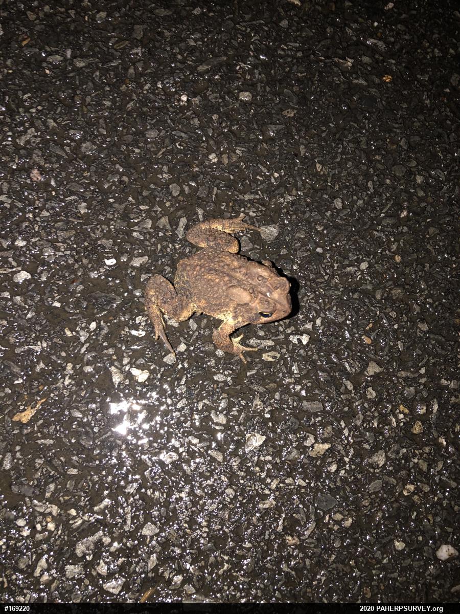 Eastern American Toad