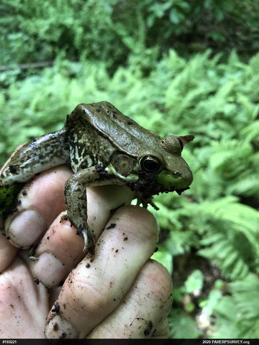 Green Frog