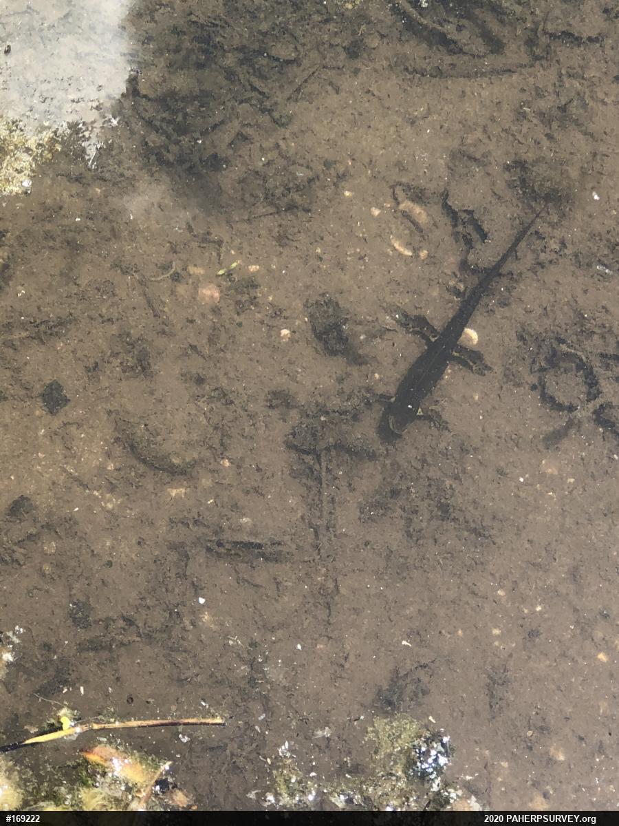 Red-spotted Newt
