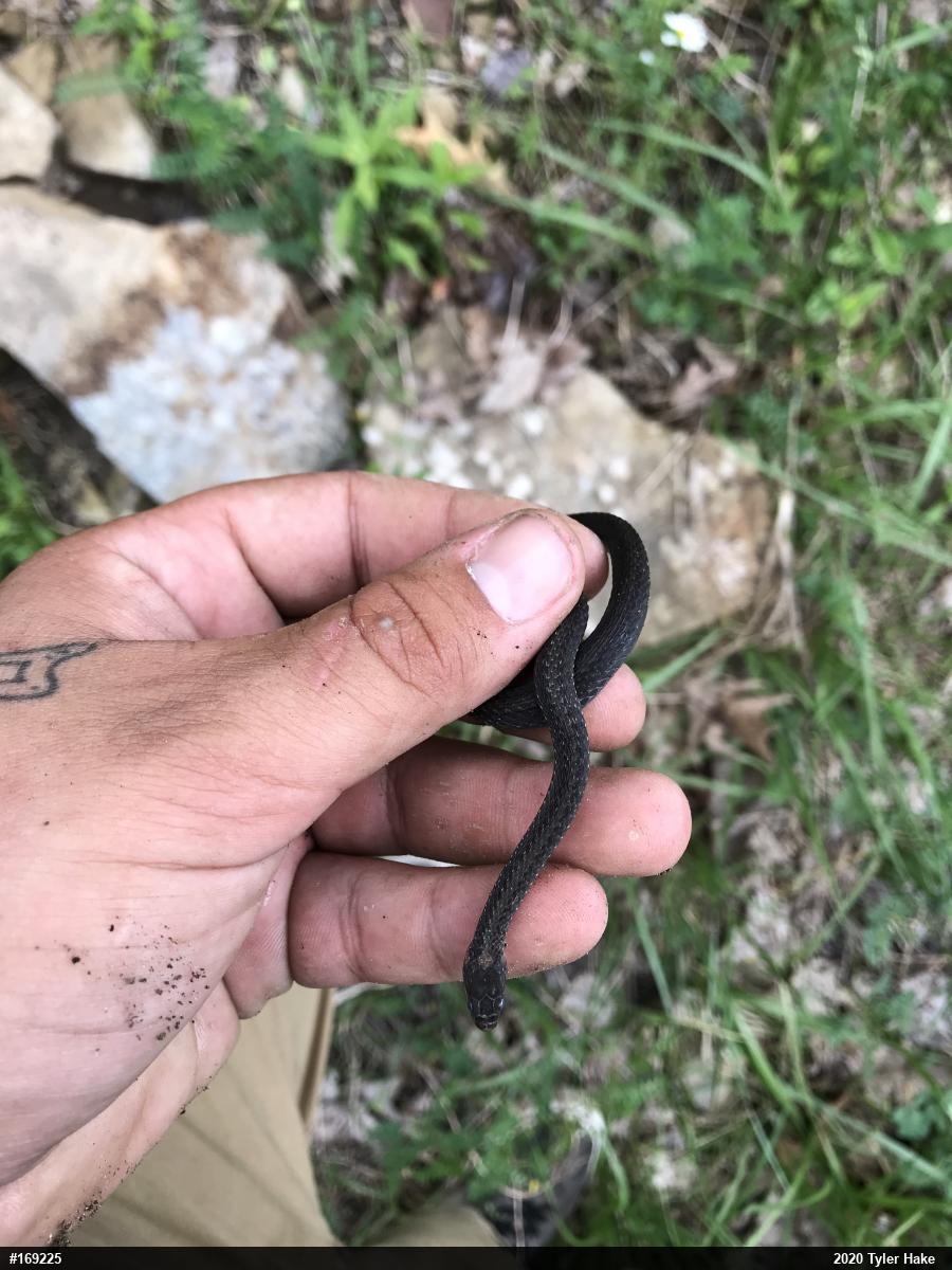 Red-bellied Snake